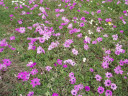 Filename=hom_ph_49.jpg
Filesize=275KiB
Dimensions=800x600
Date added=Nov 15, 2024 hom_ph_49.jpg