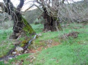 Filename=hom_ph_6.jpg
Filesize=32KiB
Dimensions=314x235
Date added=Nov 15, 2024 hom_ph_6.jpg